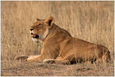 Lioness