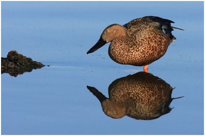 Cape Shoveller (Male)