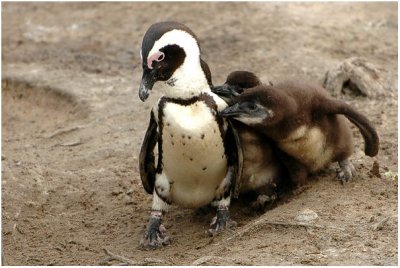African Jackass Penguins