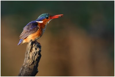 Malachite Kingfisher