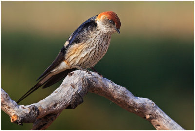 Greater Striped Swallow