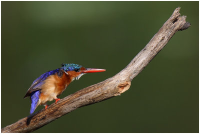 Malachite Kingfisher
