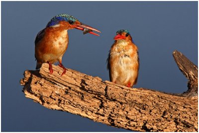 Malachite Kingfishers