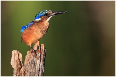 Juvenile Malachite Kingfisher