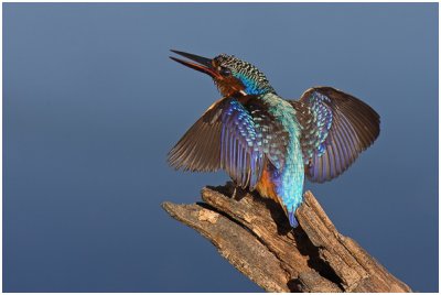 Juvenile Malachite Kingfisher