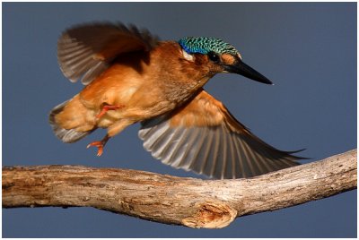 Juvenile Malachite Kingfisher