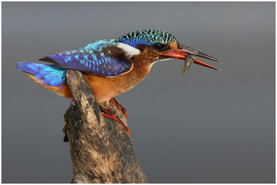 Malachite Kingfisher