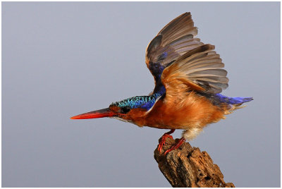 Malachite Kingfisher
