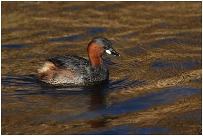 Dabchick
