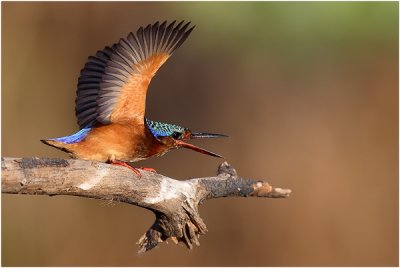 Malachite Kingfisher