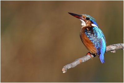 Malachite Kingfisher