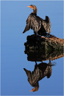 Reed Cormorant