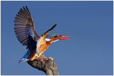 Malachite Kingfisher