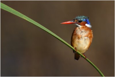 Malachite Kingfisher