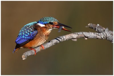 Malachite Kingfisher (sub-adult)