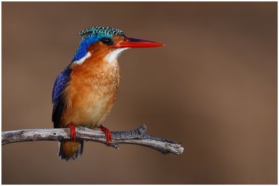 Malachite Kingfisher