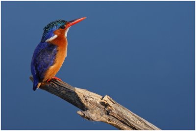 Malachite Kingfisher