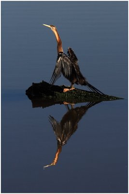 African Darter