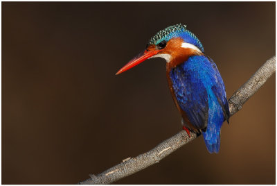 Malachite Kingfisher