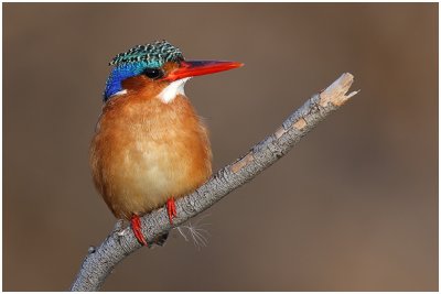 Malachite Kingfisher