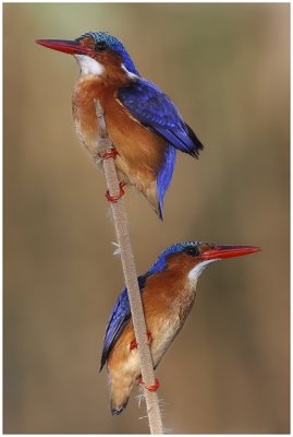 Malachite Kingfishers