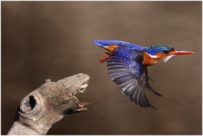 Malachite Kingfisher Take-off