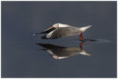 Grey-headed Gull