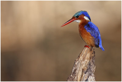 Malachite Kingfisher