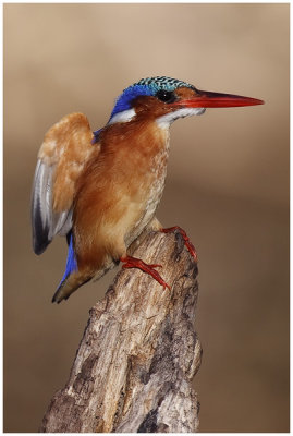 Malachite Kingfisher