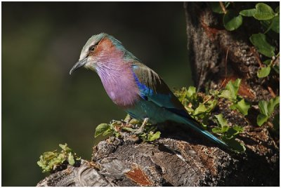Lilac Breasted Roller (Pilansberg)