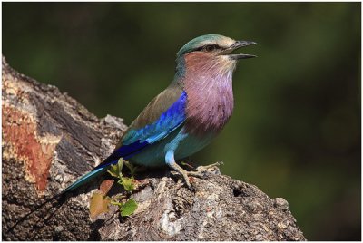 Lilac Breasted Roller (Pilansberg)