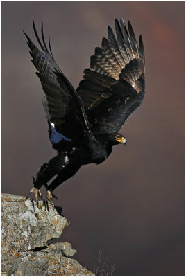 Black Eagle Take-off