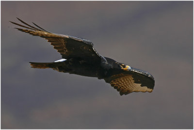 Black Eagle in Flight