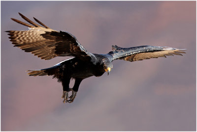 Black Eagle in Flight 2