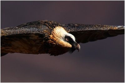Lammergeier (Bearded Vulture)