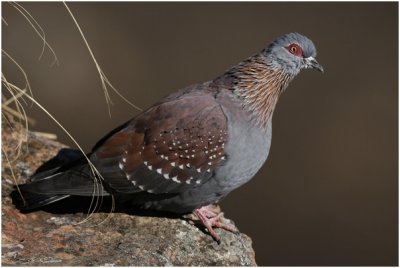 Speckled Rock Pigeon