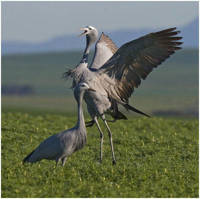 Blue Cranes