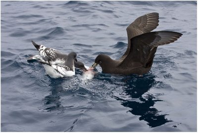 White-chinned  and Pintado Petrels