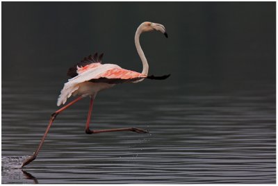 Flamingo Take-off