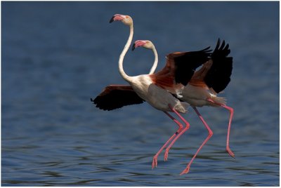 Flamingos