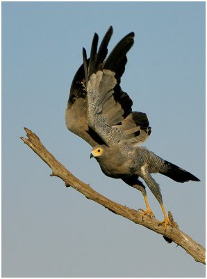 African Harrier Hawk