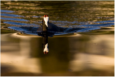 Red-knobbed Coot