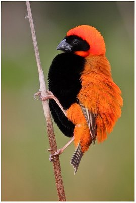 Red Bishop