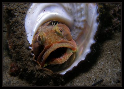 Sarcastic Fringehead
