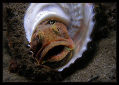 Sarcastic Fringehead