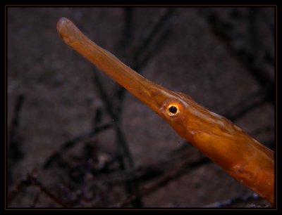 Pipefish