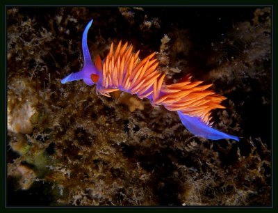 Spanish Shawl Nudibranch