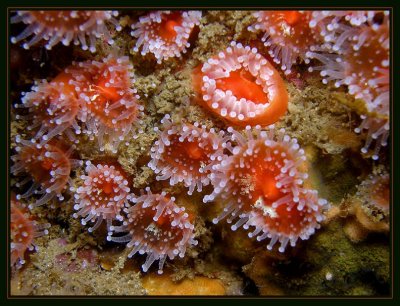 clusters of strawberry anemones