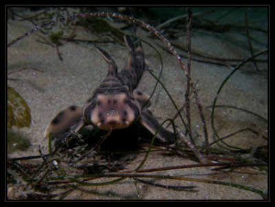 Horn Shark