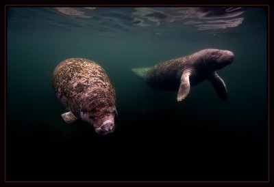  Manatees, but Iooking like humback whales